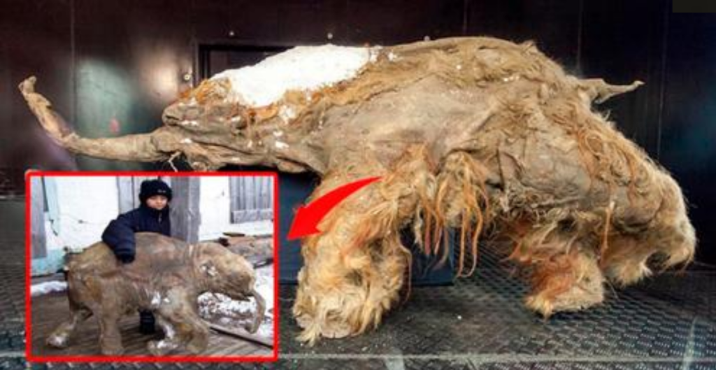 Archaeologists are terrified when they discover an ancient woolly mammoth with soft tissue intact