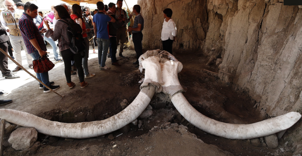 Archaeologists discovered the first woolly mammoth and artificial traps in Mexico.