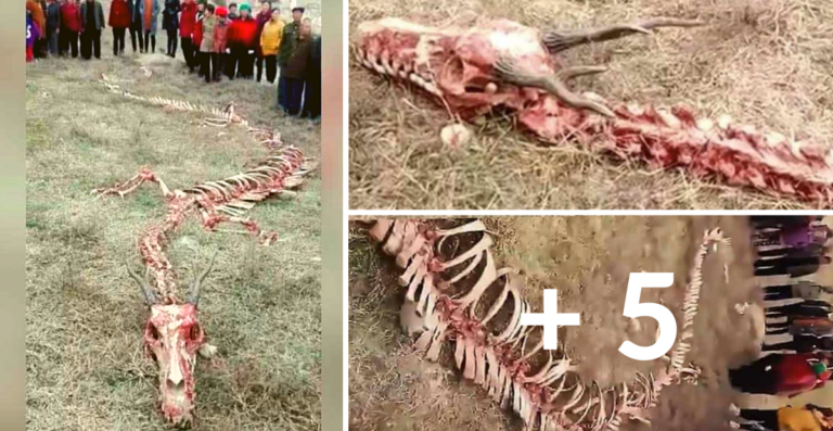 When a 60-foot dragon skeleton was fed in China, the whole world marveled – VIDEO INSIDE