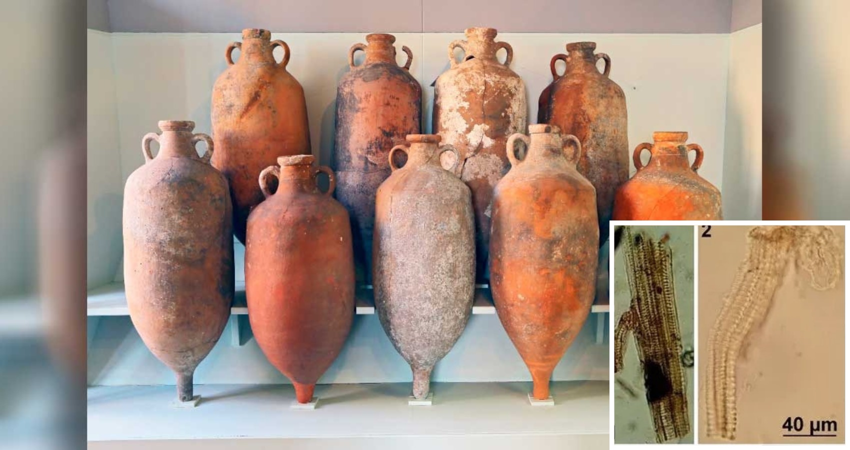 1,500-Year-Old Wine Jars Reveal Secrets Of Roman Art Of Winemaking, Study Finds