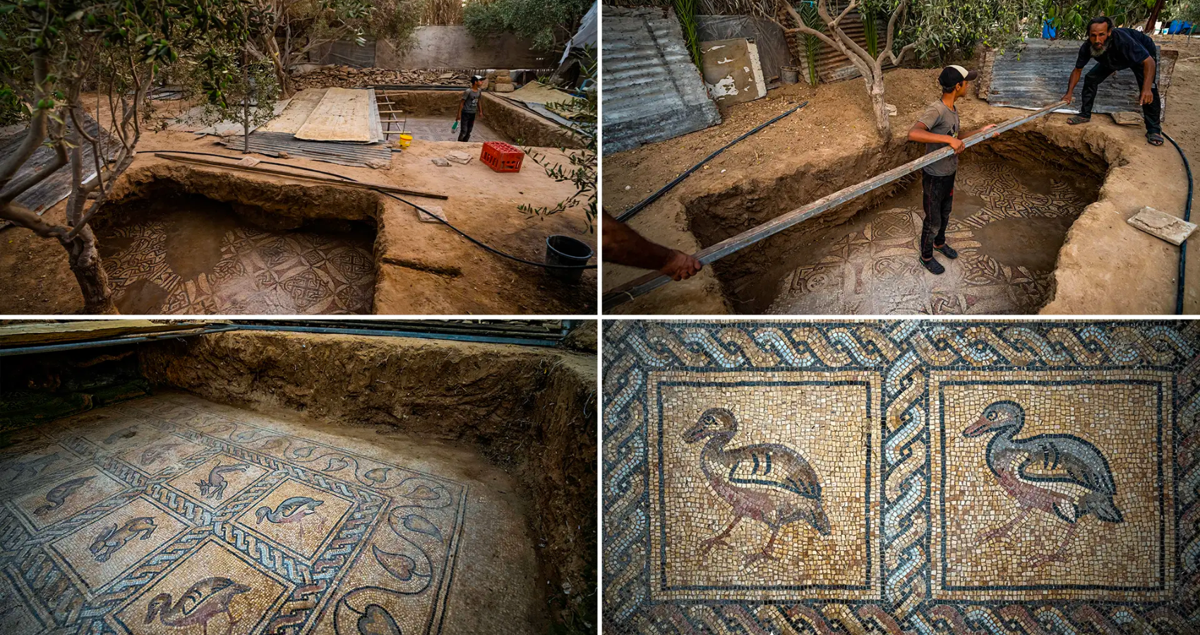 Palestinian farmer discovers rare Byzantine-era mosaic while planting olive tree in Gaza