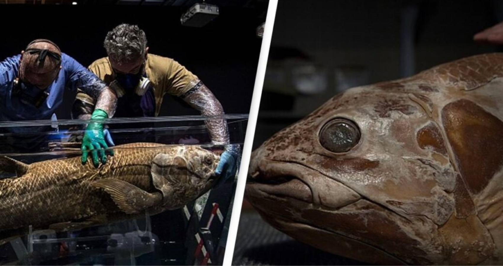 ‘Extinct fossil fish’ Dating Back 420 Million Years Found Alive in мᴀᴅᴀԍᴀscᴀʀ