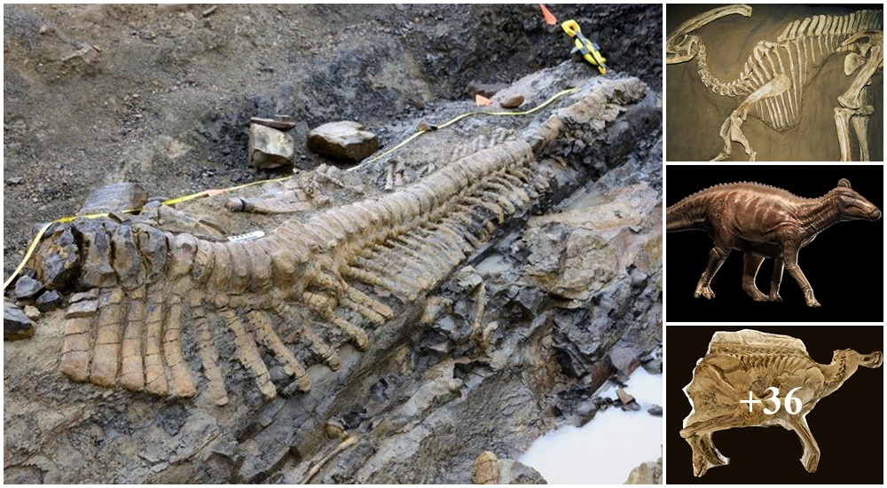 In a tomb in Saka, Turkey, a fossilized duck-billed dinosaur with skin was discovered.
